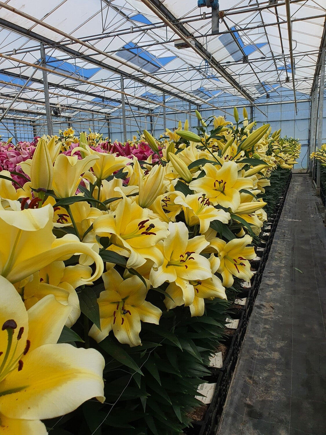 CRIN TIP COPAC - CONCA D'OR - Pachet 2 bulbi