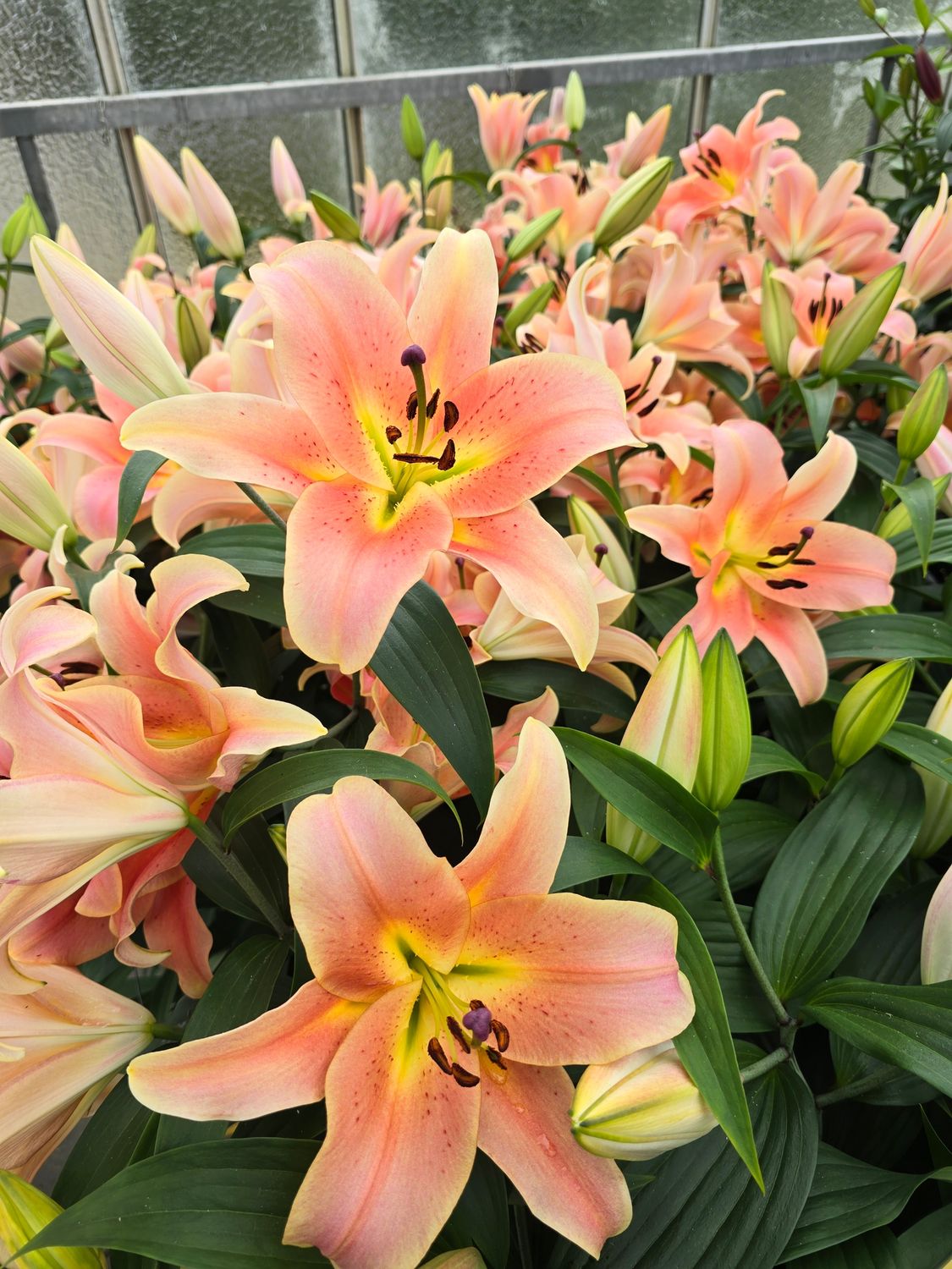 CRIN IMPERIAL - ZELMIRA - Pachet 2 bulbi