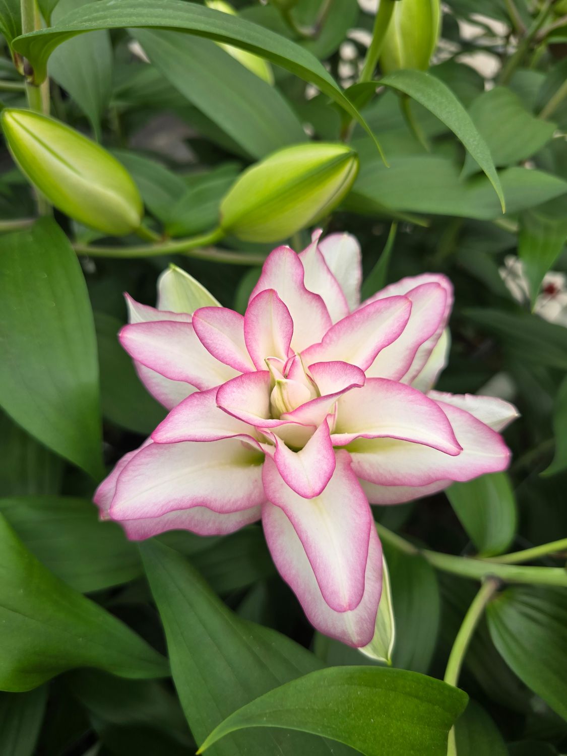 CRIN REGAL - ANOUSKA - Pachet 2 bulbi