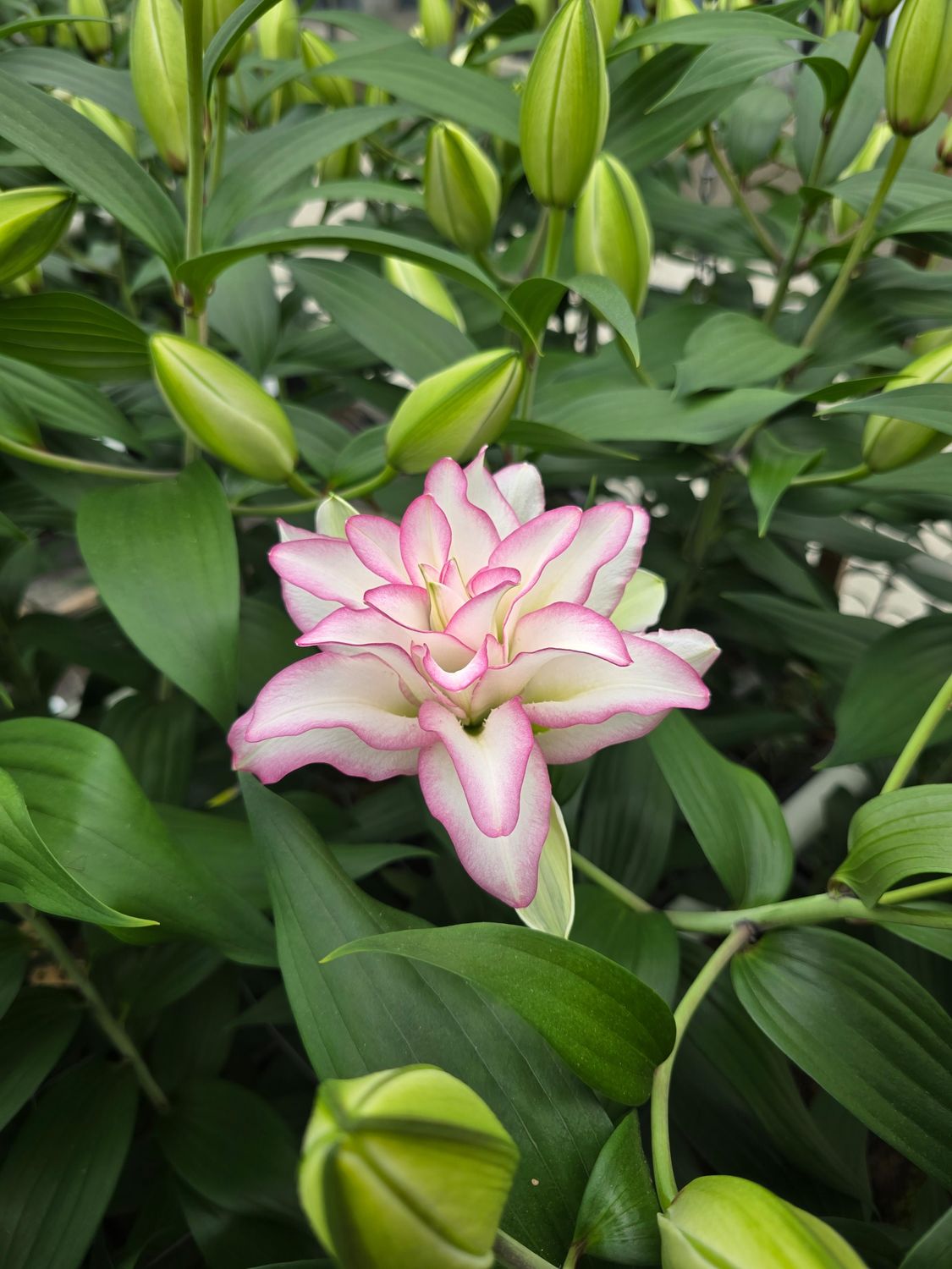 CRIN REGAL - ANOUSKA - Pachet 2 bulbi