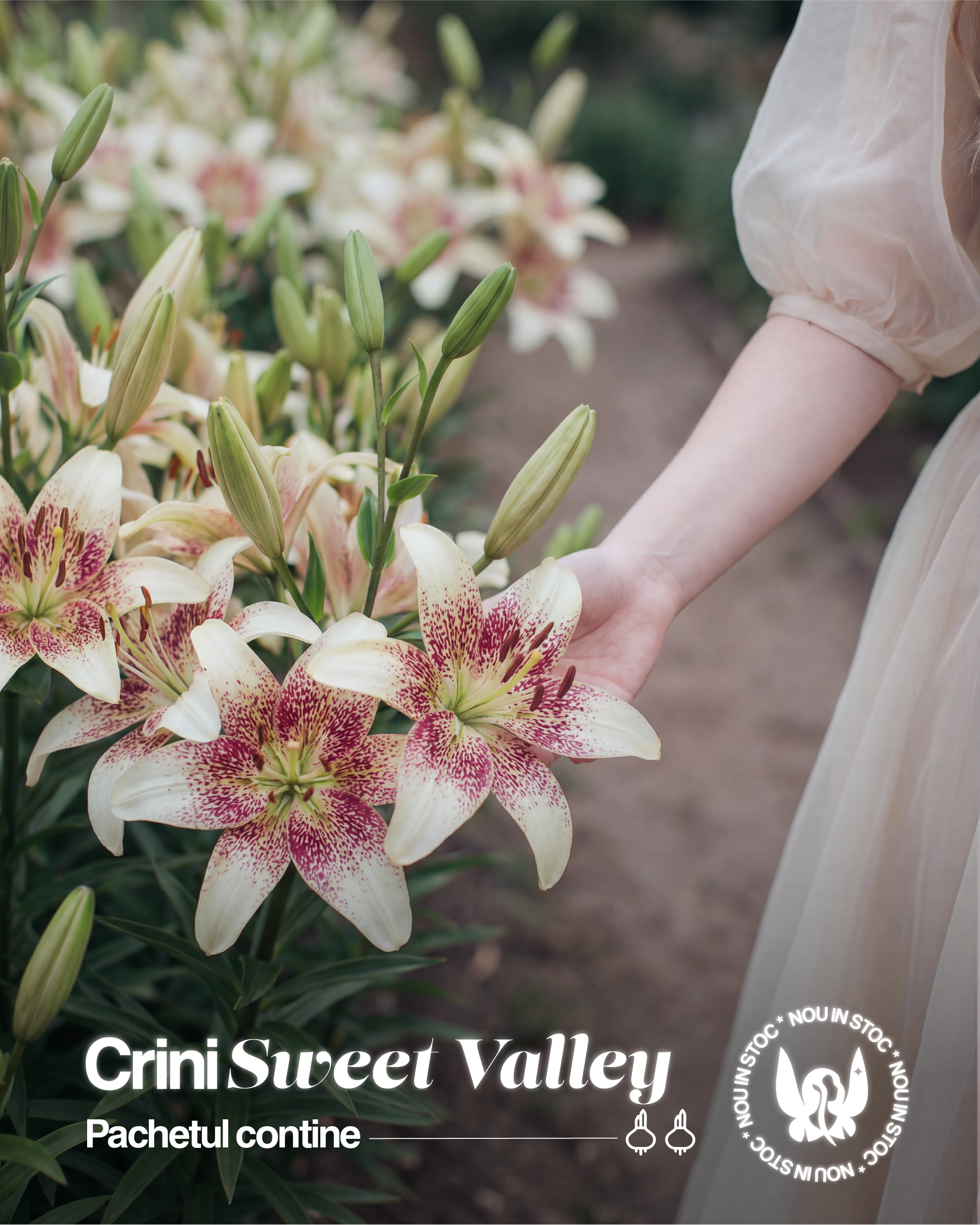 Crini Sweet Zanica - Pachet 2 bulbi