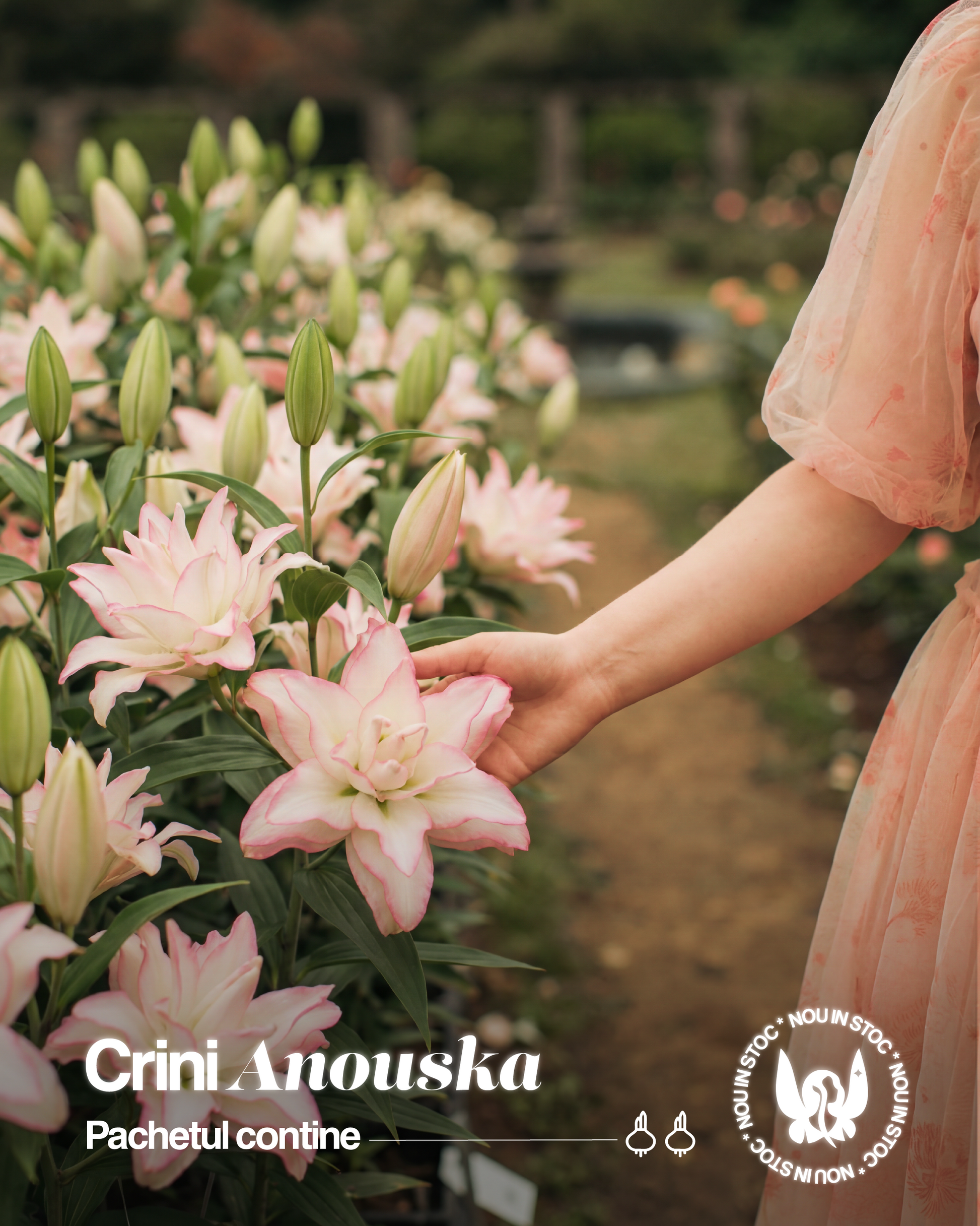 CRIN REGAL - ANOUSKA - Pachet 2 bulbi