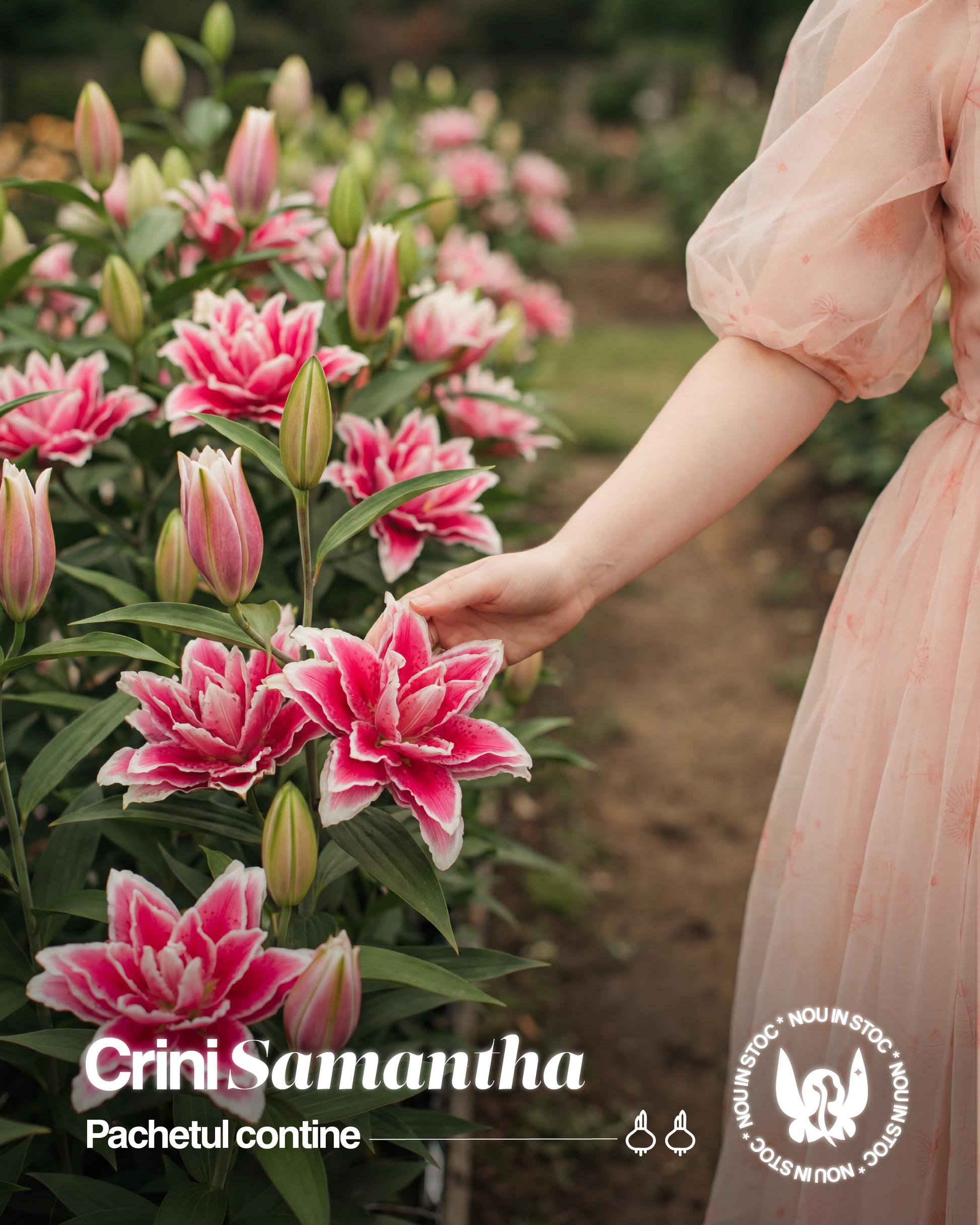 CRIN REGAL SAMANTHA - Pachet 2 bulbi