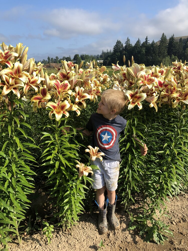 CRIN IMPERIAL FLAVIA®