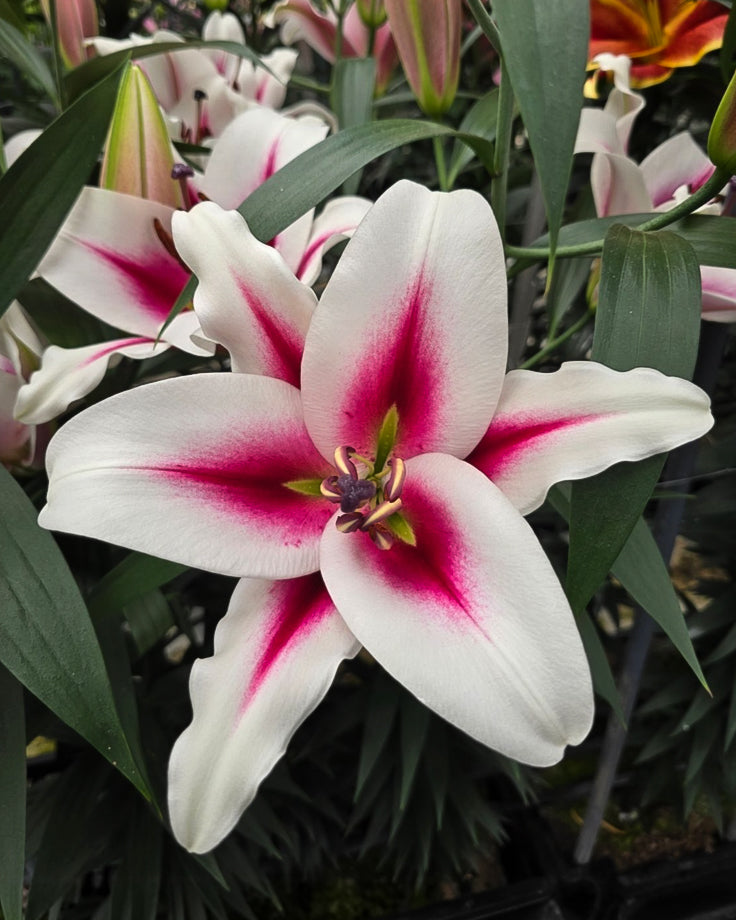 CRIN IMPERIAL GAUCHO®