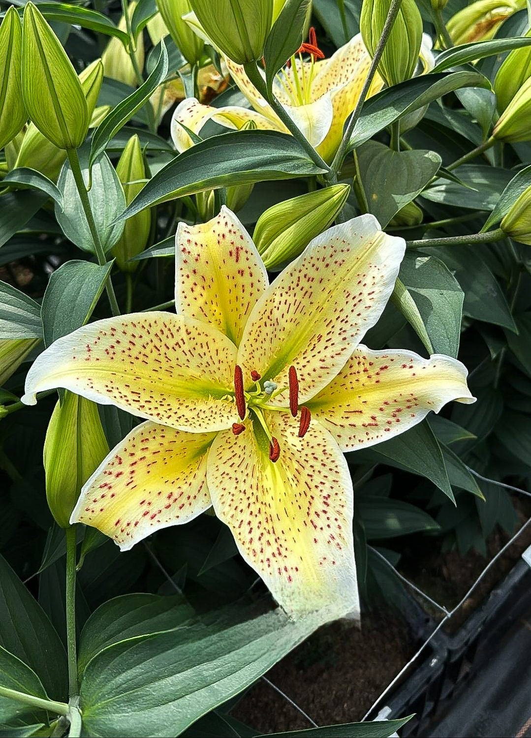 CRIN IMPERIAL TIGERMOON®