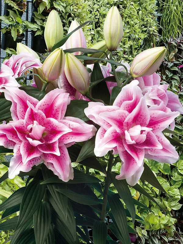 CRIN REGAL PITIC NOWA®