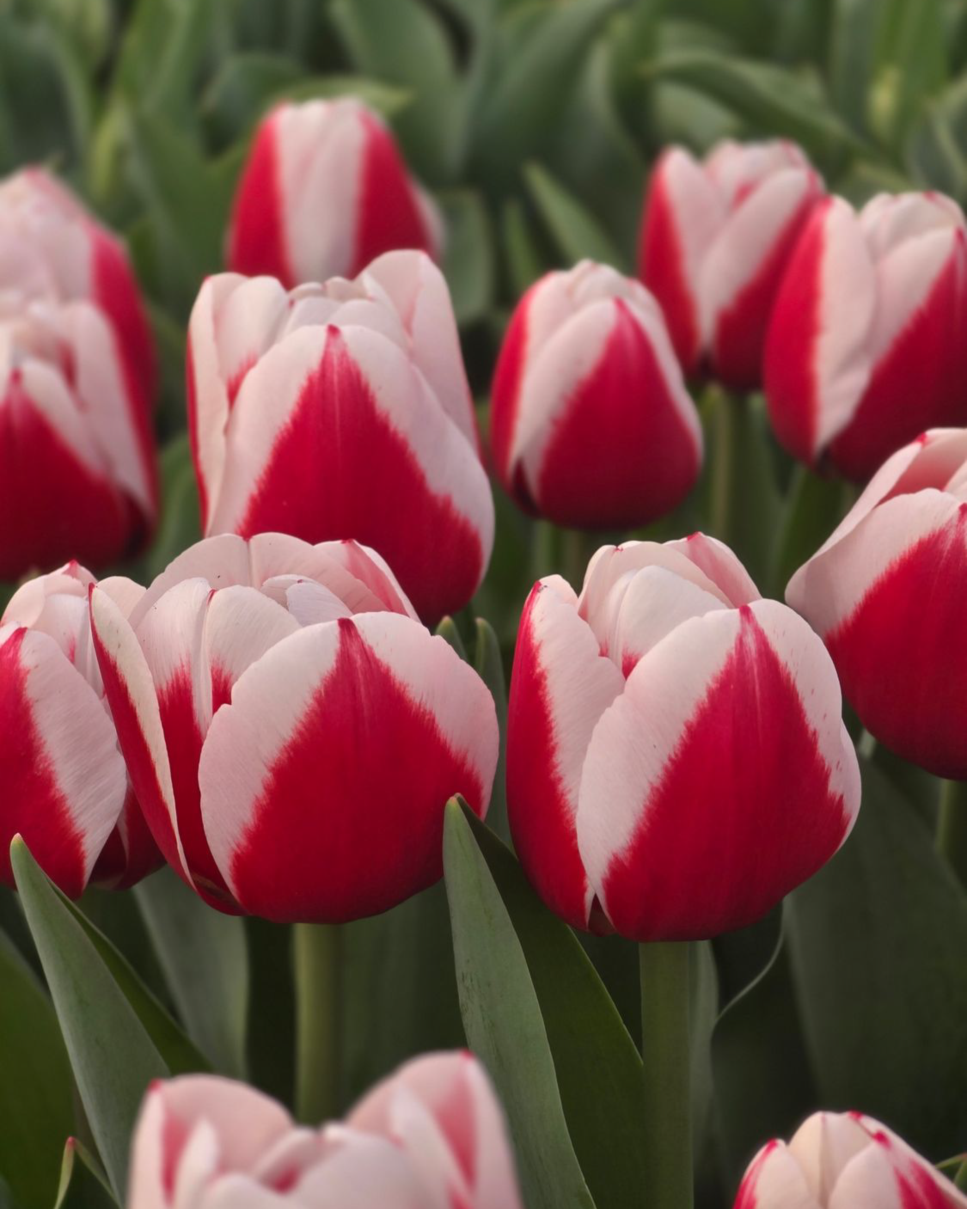 Red and white striped tulips with green leaves in the background