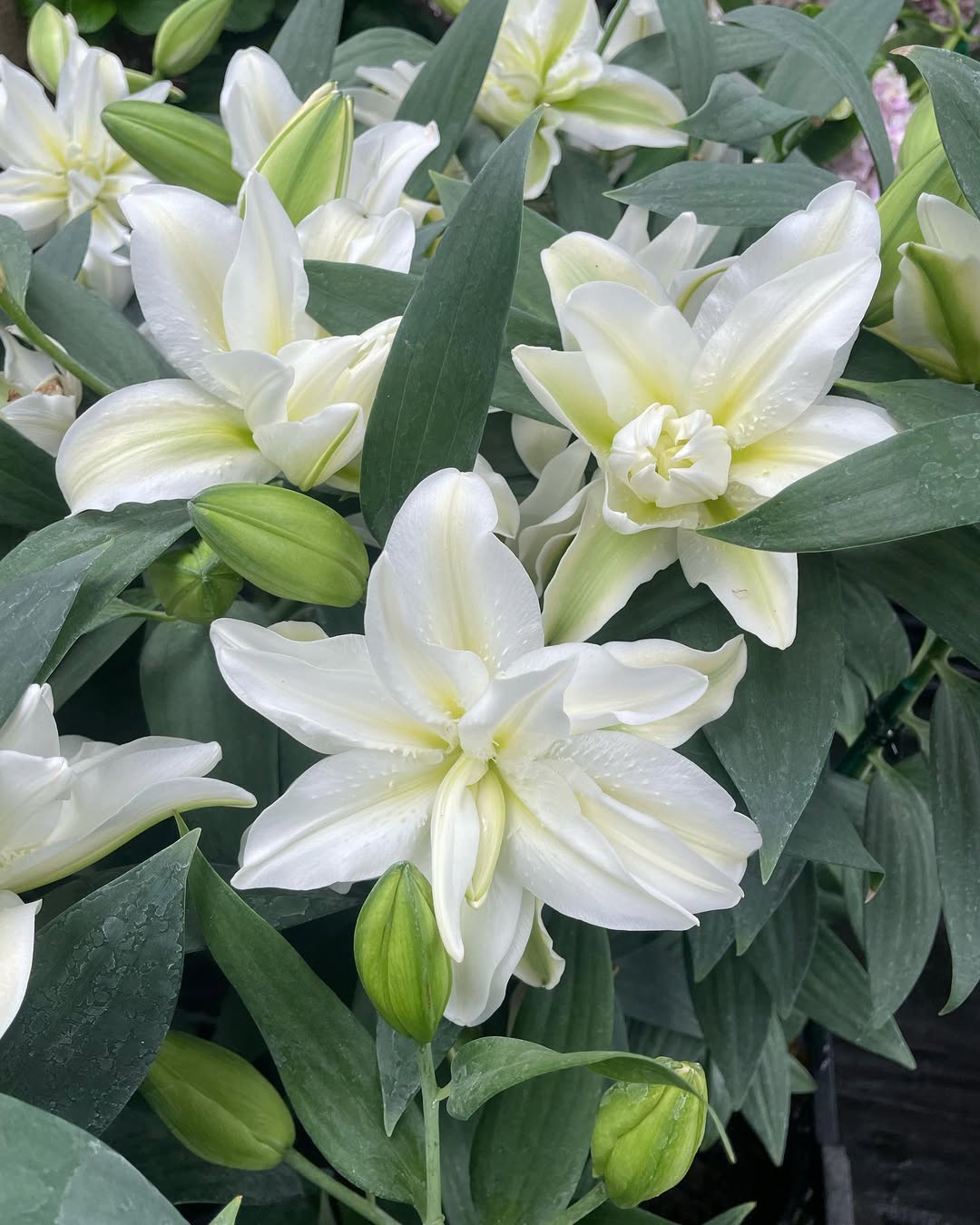 CRIN ROSELILY ZETA®