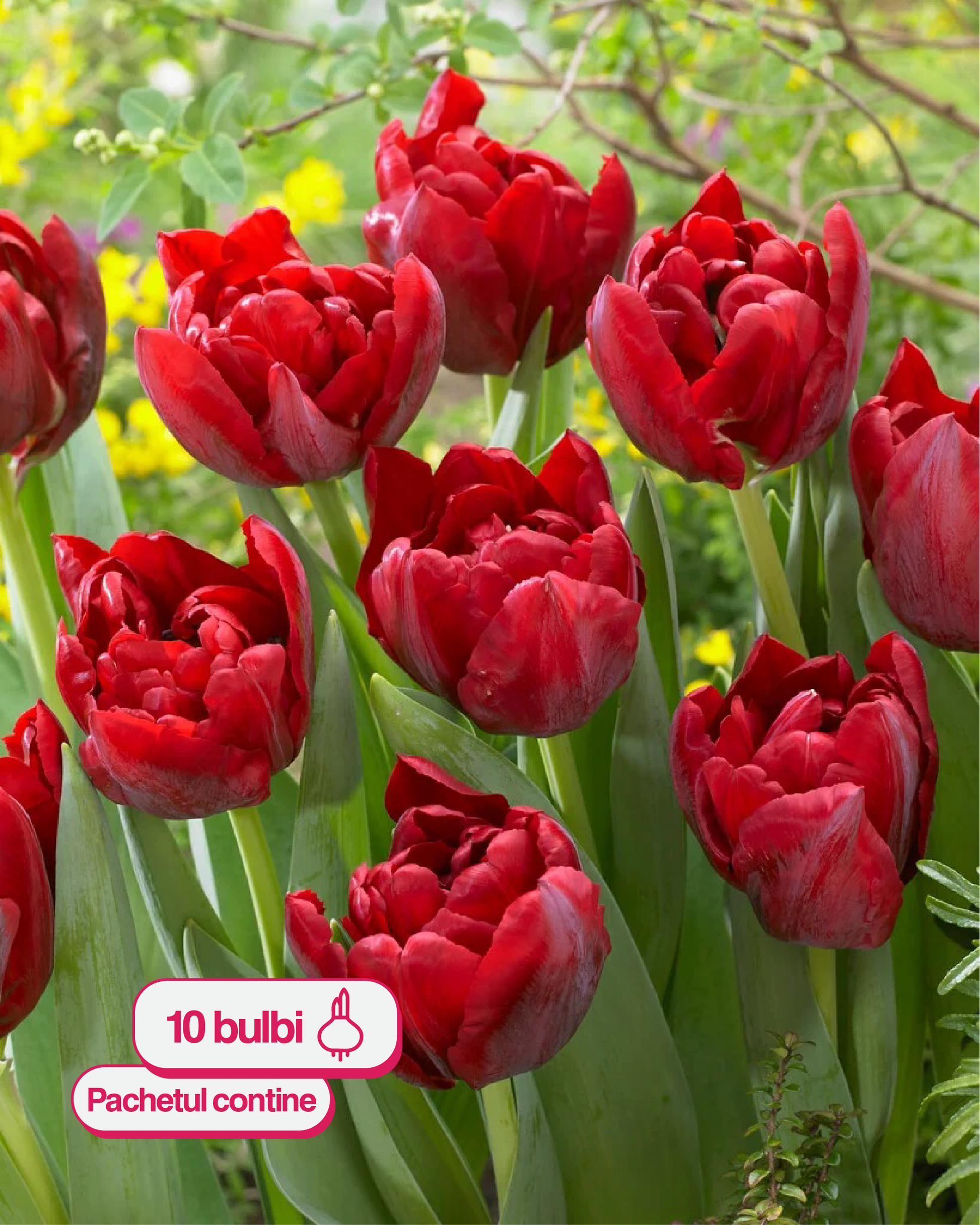 Lalele SCARLET VERONA