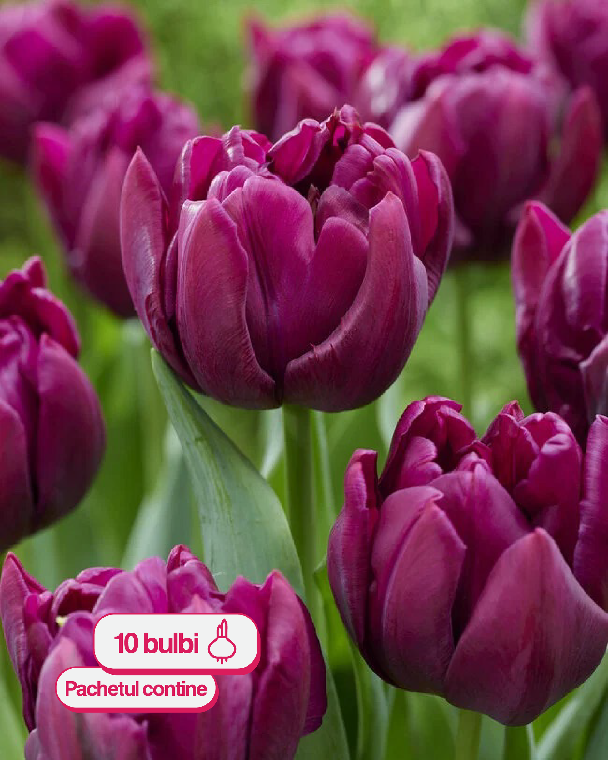 Lalele ALISON BRADLEY