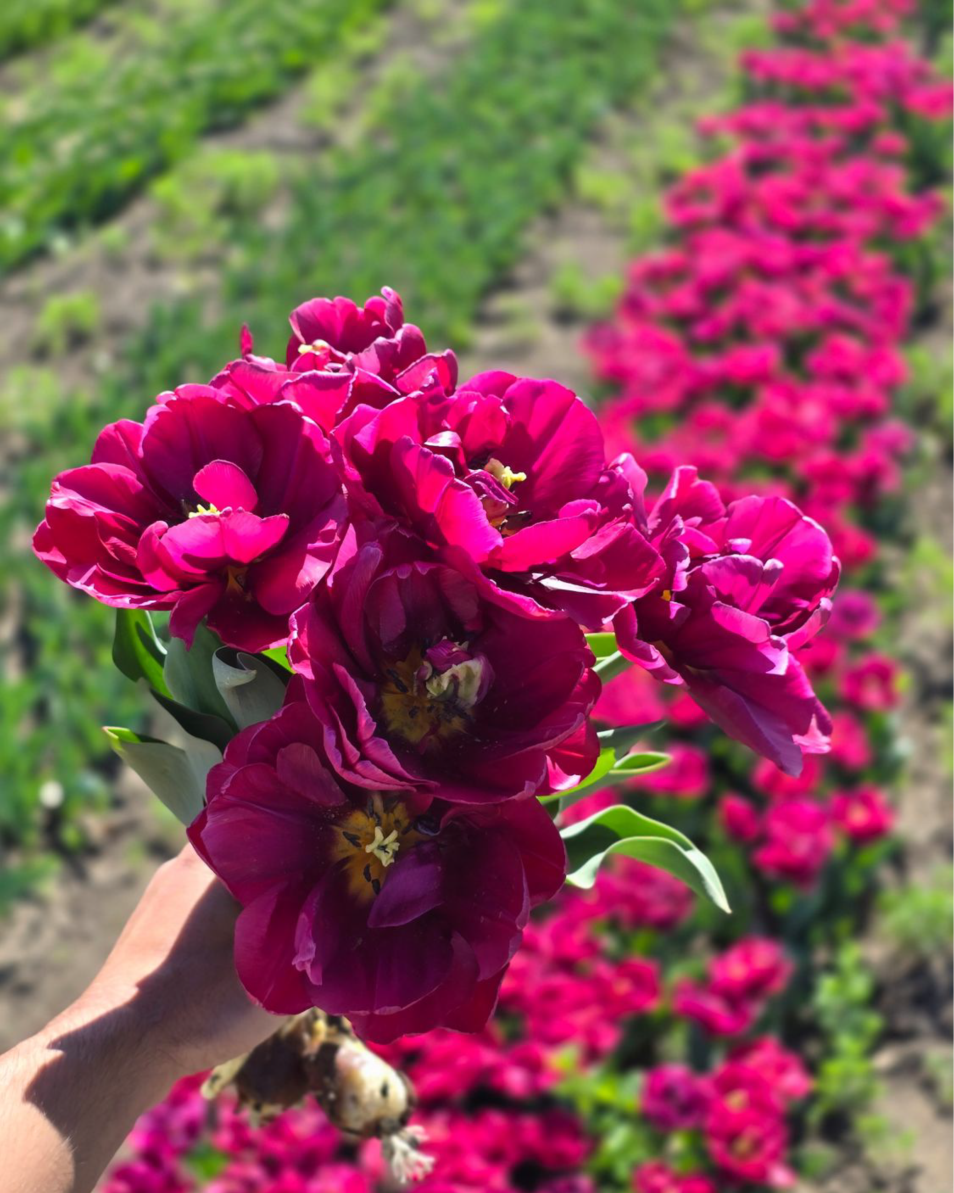 Lalele ALISON BRADLEY