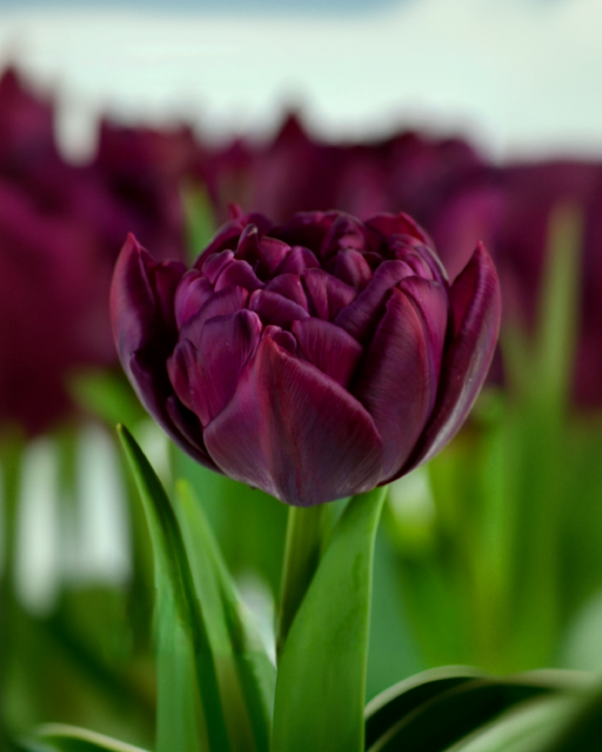 Lalele ALISON BRADLEY