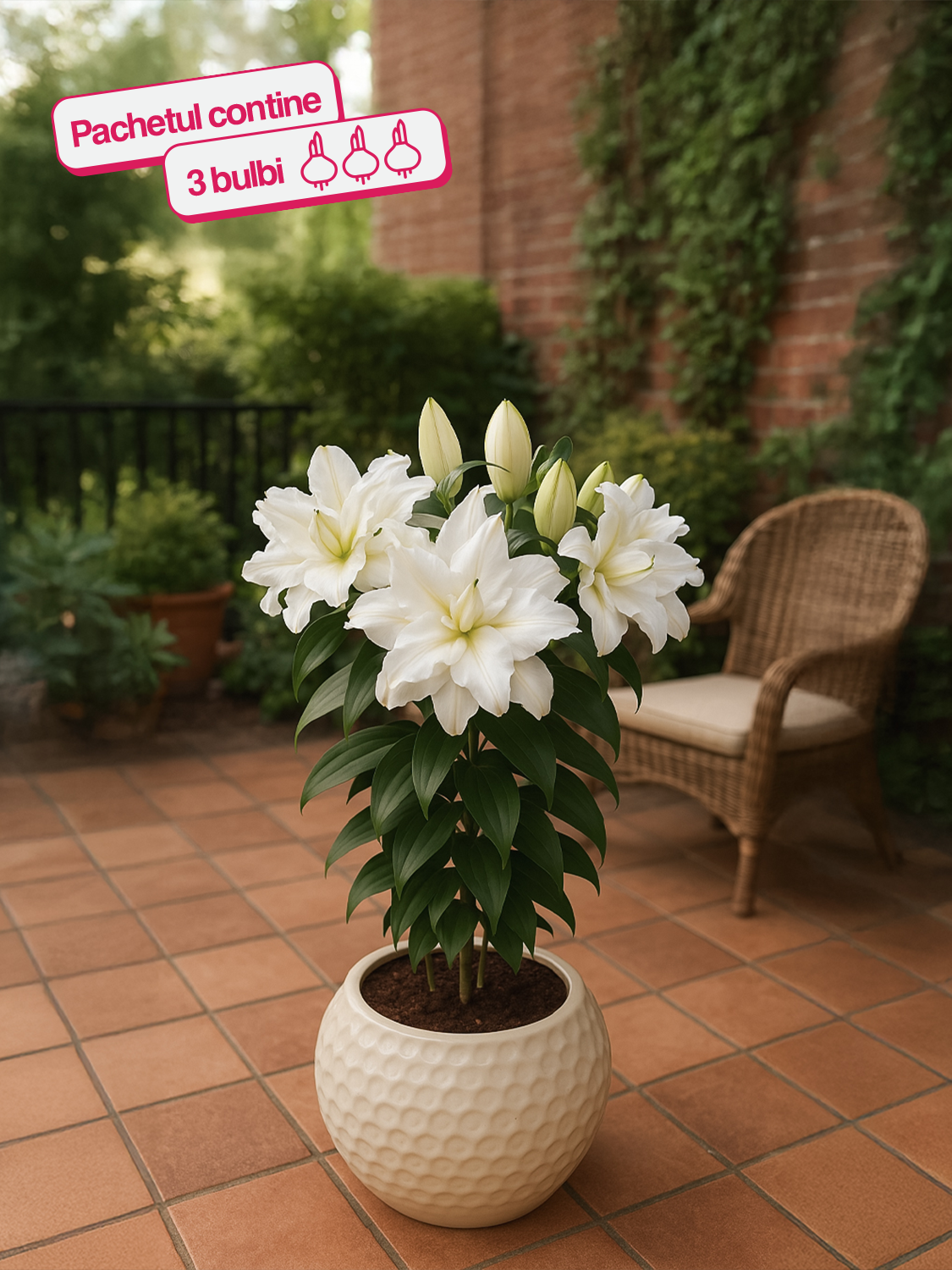 CRIN ROSELILY ZETA®