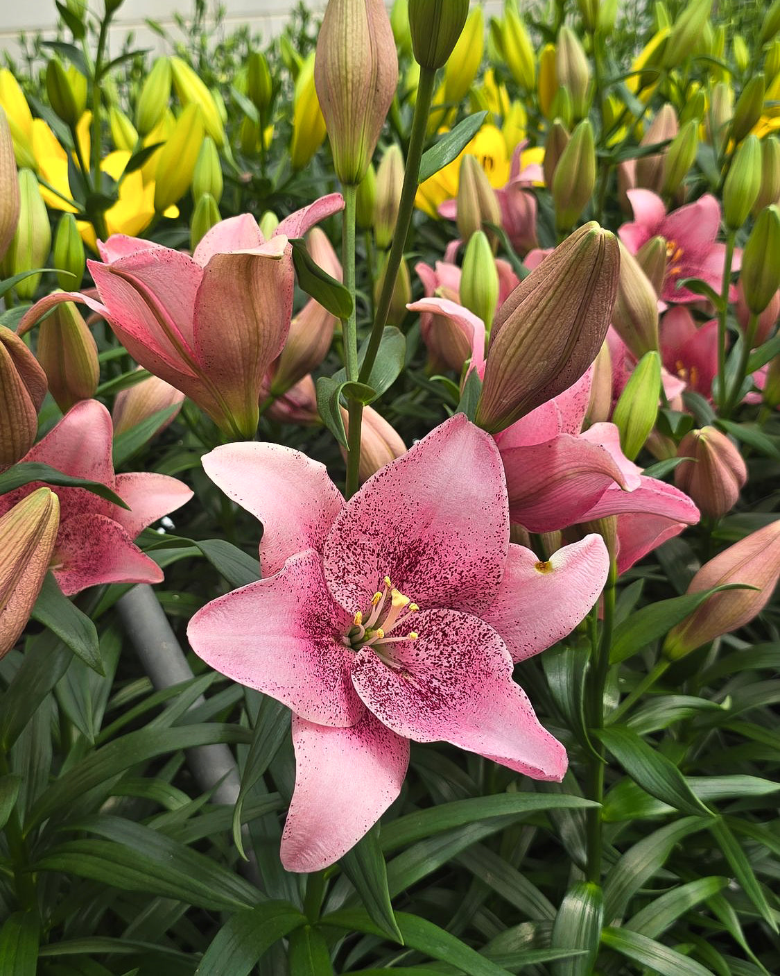 Crini asiatici roz înfloriți, cu petale presărate de pistrui bordo, înconjurați de boboci și crini galbeni, într-o seră de flori.
