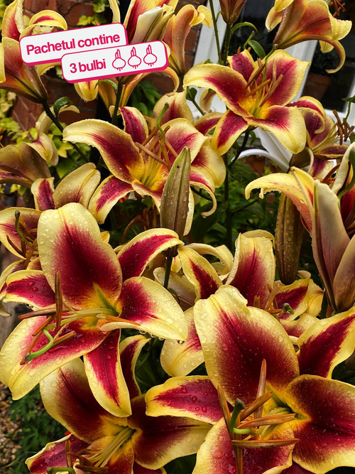 CRIN IMPERIAL FLAVIA®