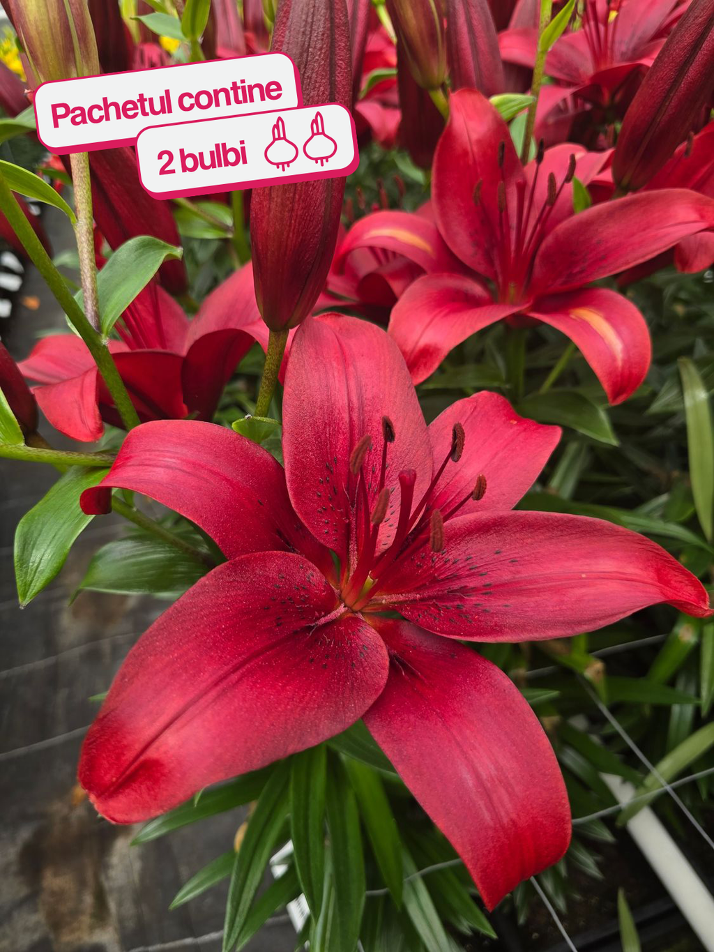 CRIN ASIATIC NILUS®