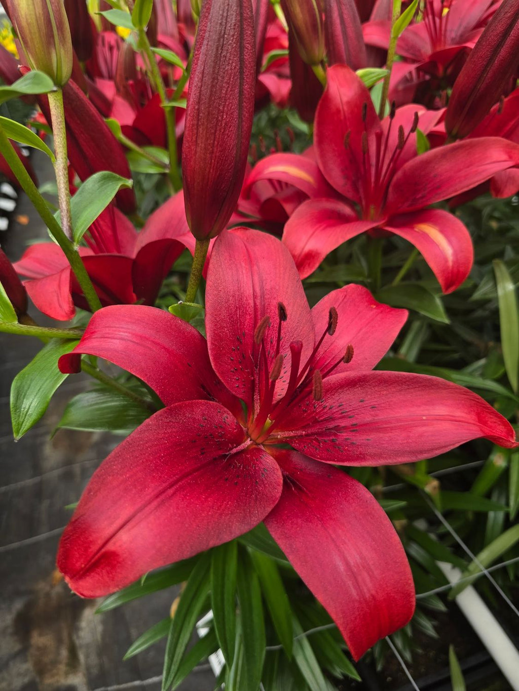 CRIN ASIATIC NILUS®