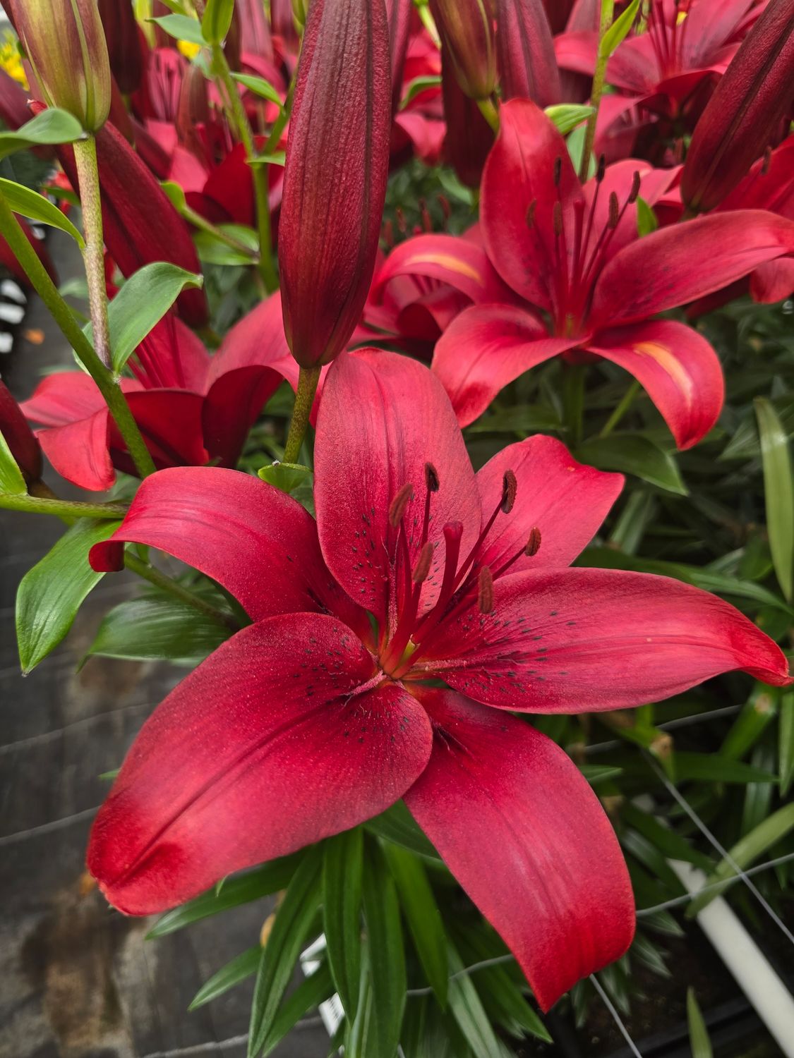 CRIN ASIATIC NILUS®