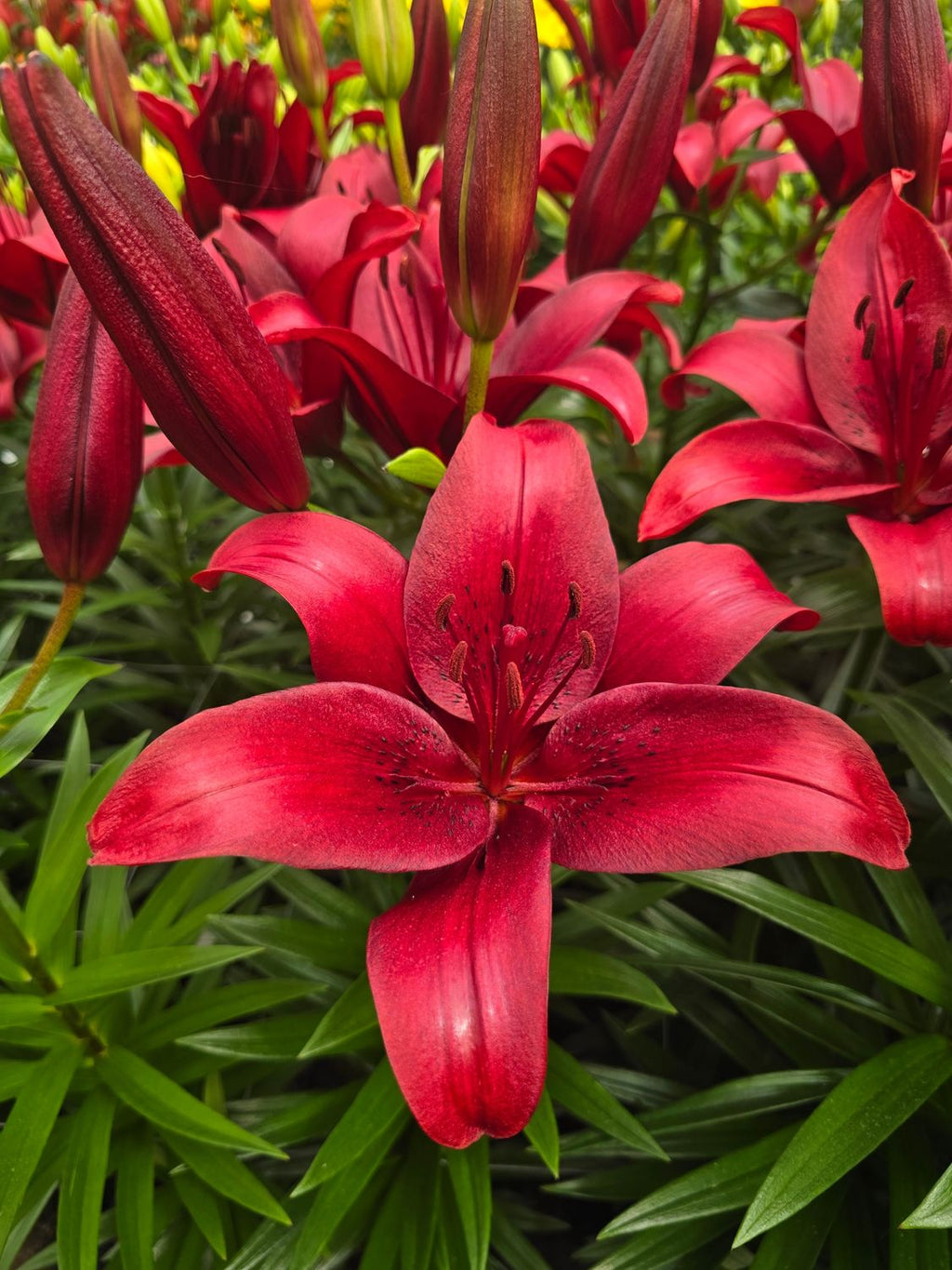 CRIN ASIATIC NILUS®