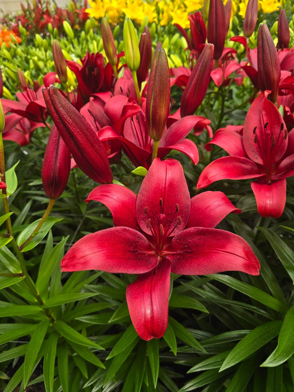 CRIN ASIATIC NILUS®