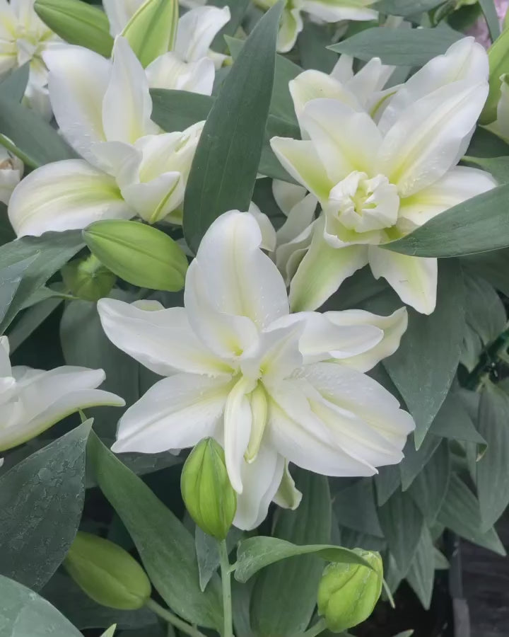 CRIN ROSELILY ZETA®