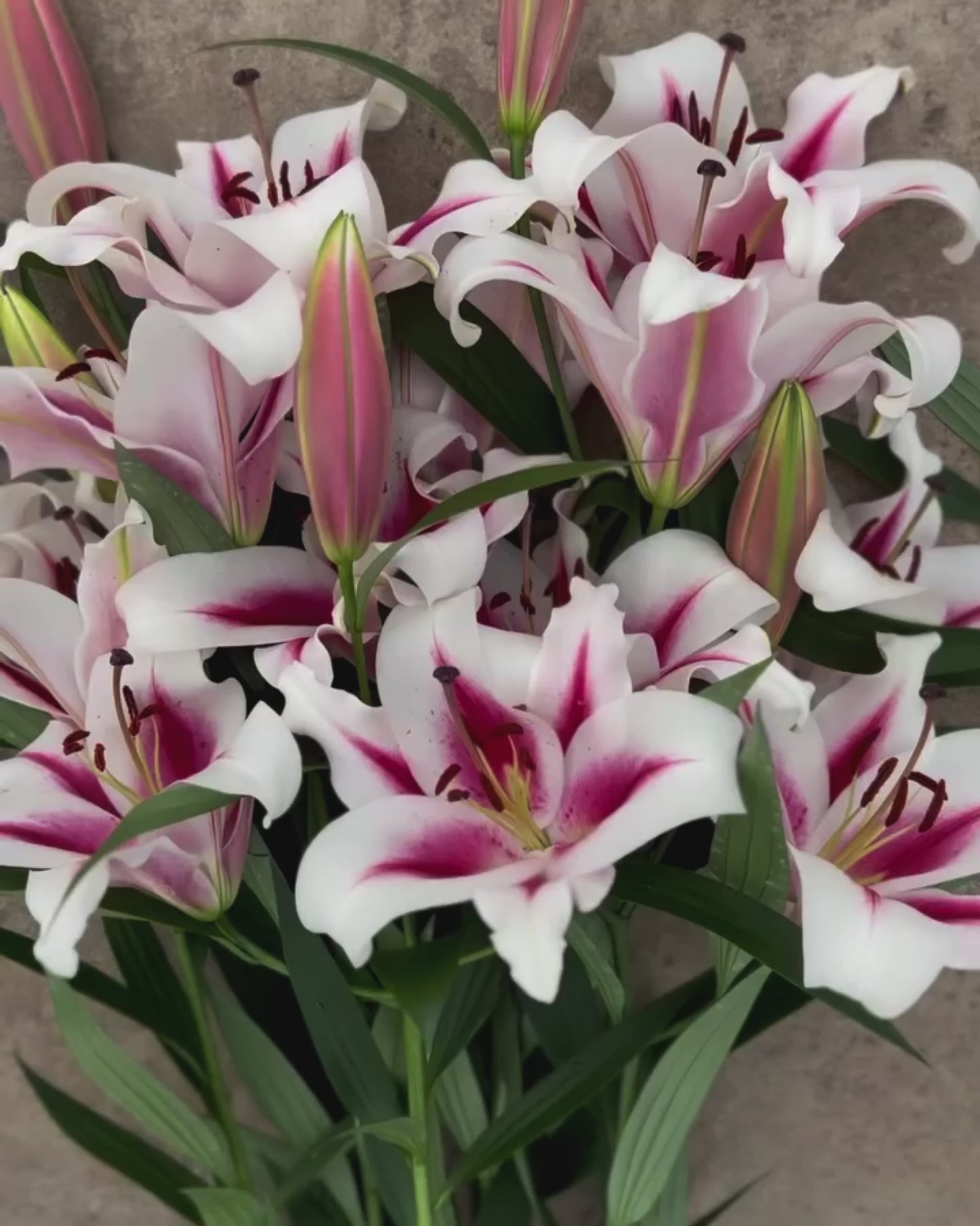 CRIN IMPERIAL GAUCHO®