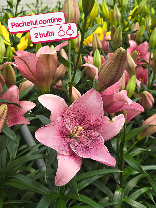 CRIN ASIATIC SWEET SUGAR®