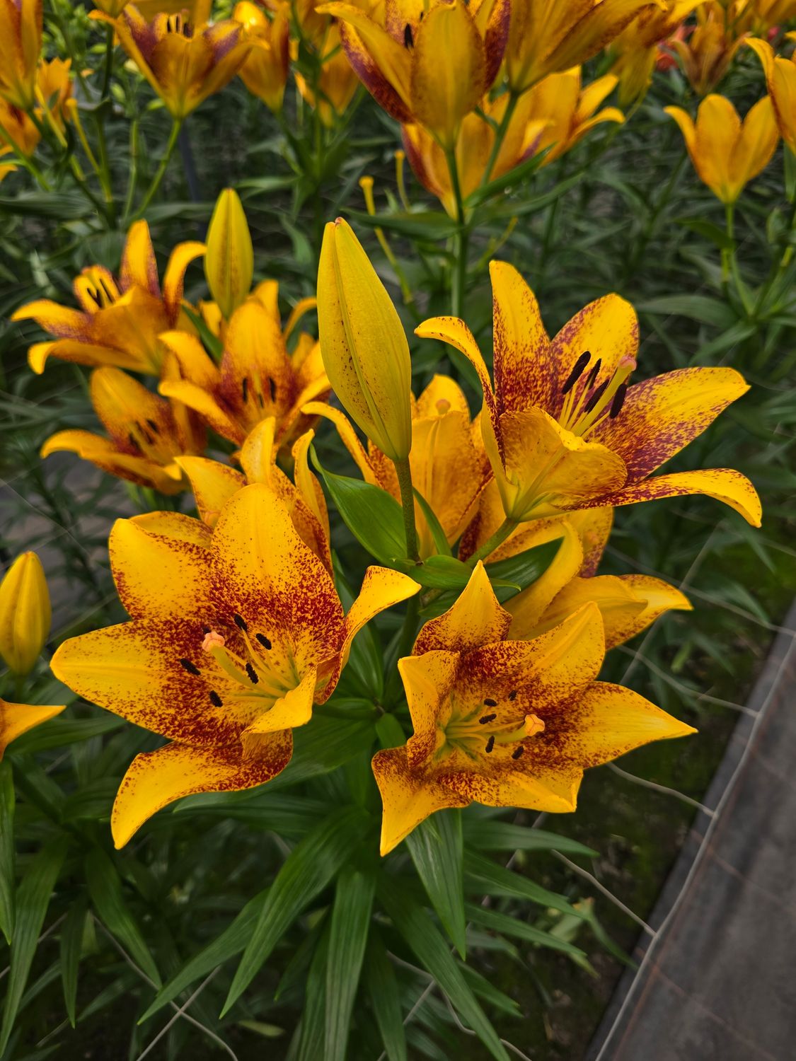 Crini Sweet Valley - Pachet 2 bulbi