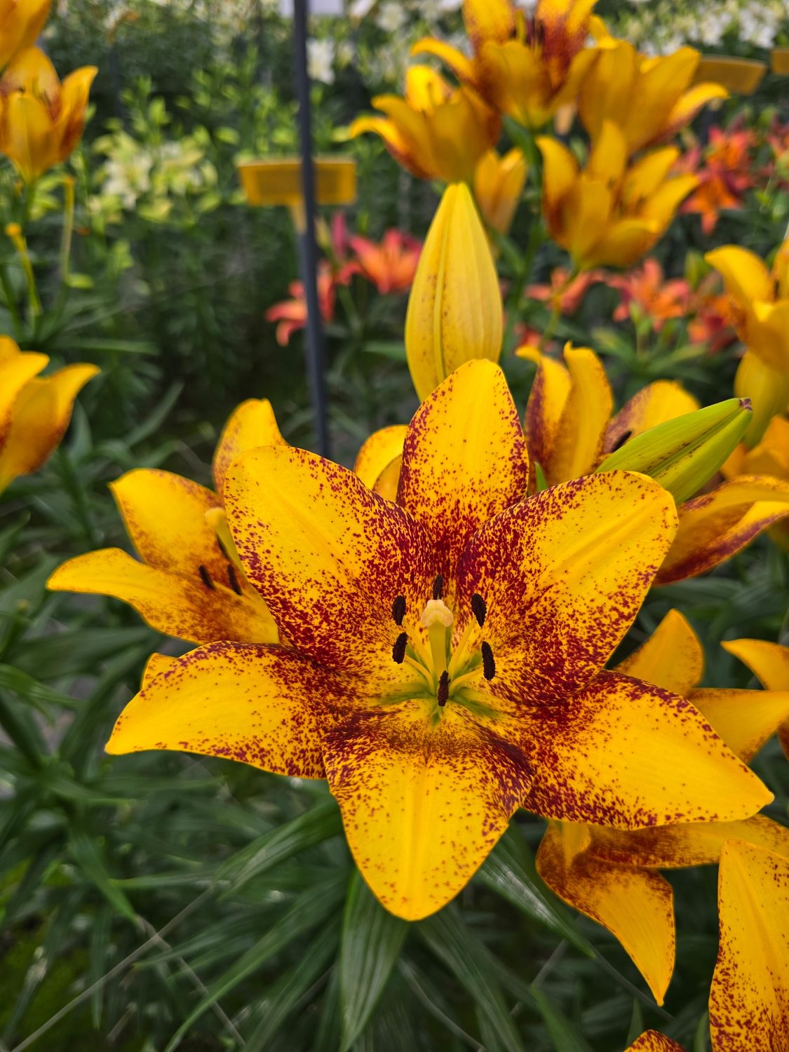 Crini Sweet Valley - Pachet 2 bulbi