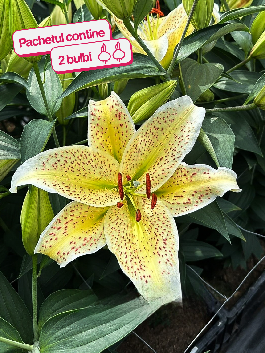 CRIN IMPERIAL TIGERMOON®